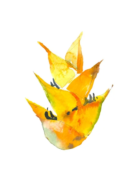 Calathea pianta tropicale. Acquerello disegnato a mano fiore esotico isolato su bianco. Elemento acquerello per inviti, matrimoni o biglietti di auguri. Concetto di fiore. Concetto tropicale — Foto Stock