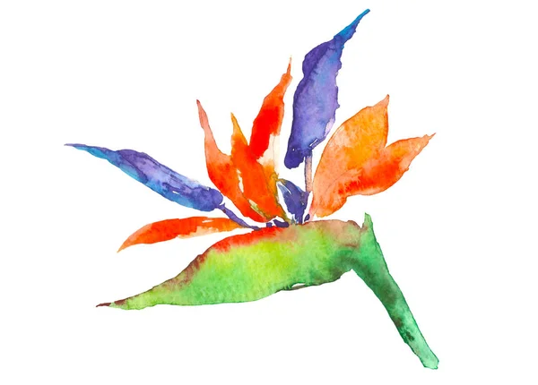 Strelitzia trópusi növény. Akvarell kézzel rajzolt virágok és levelek. Meghívó, esküvői vagy üdvözlőlapok design. Virág koncepció. Trópusi koncepció — Stock Fotó