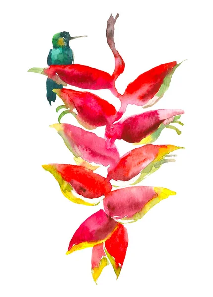 Calathea tropikal bitki. Suluboya el çekilmiş çiçek ve colibri. Davetiye, düğün veya tebrik kartları için suluboya öğe. Çiçek kavramı. Tropikal kavramı — Stok fotoğraf