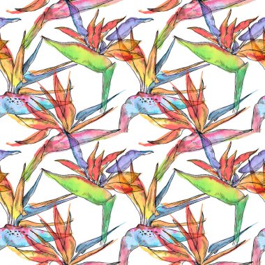 Dikişsiz desen STERLİÇYA tropikal bitki. Suluboya elle çizilmiş çiçek ve yaprakları. Tasarım davetiye, düğün veya tebrik kartları, giyim, yazdırma için. Çiçek kavramı. Tropikal kavramı