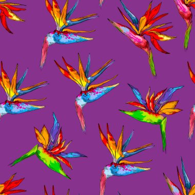Dikişsiz desen renkli STERLİÇYA toplama. Vektör egzotik çiçekler mor arka plan üzerinde izole bir cennet kuş. Bez, poster, ambalaj tasarım, web tasarım şablonu. Tropikal kavramı