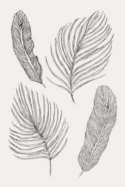 Vektör tropikal egzotik yaprakları. İzole üzerinde beyaz arka plan ayarlayın. Palmiye yaprak koleksiyonu. Hızlı doodle kroki.