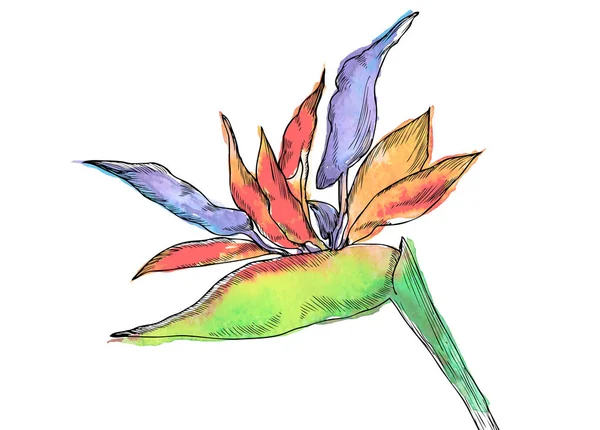Egzotik çiçek STERLİÇYA tropikal bitki. Suluboya elle çizilmiş çiçek ve yaprakları. Tasarım davetiye, düğün veya tebrik kartları, giyim, yazdırma için. Çiçek kavramı. Tropikal kavramı