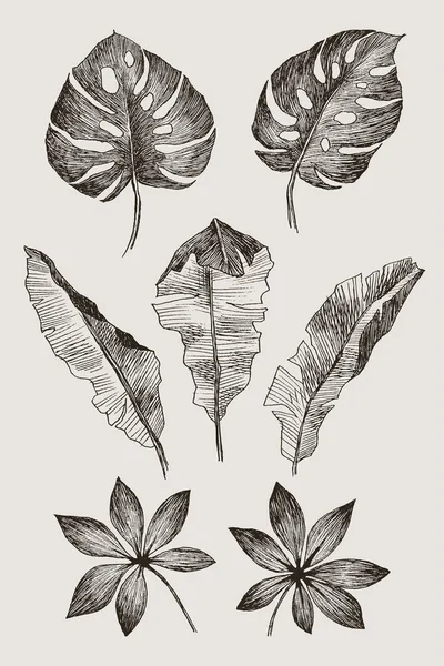 手描きは、枝や葉は熱帯植物の。灰色の背景に分離された黒花のセットです。高詳細な植物イラスト — ストックベクタ