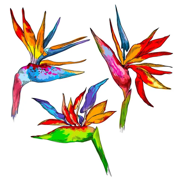 Grafische farbenfrohe Strelitzia Kollektion. Vektor exotische Blätter und Blüten isoliert auf weißem Hintergrund. Vorlage für Postkarte, Logo, Webdesign. Handgezeichneter Stil — Stockvektor
