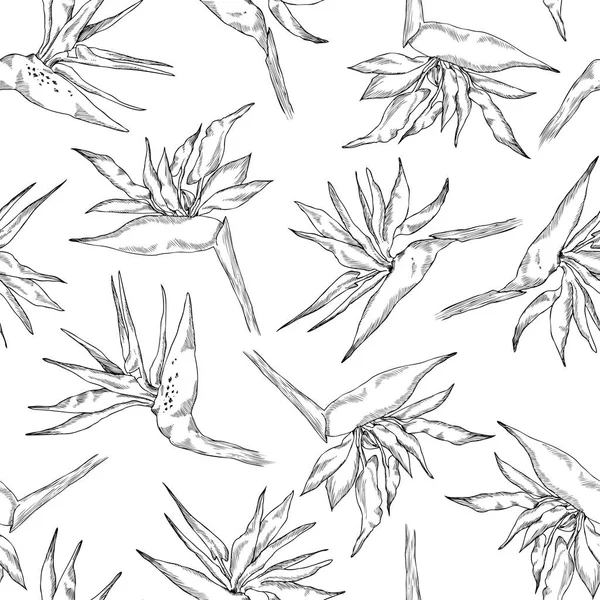 Patrón sin costura de la colección lineal strelitzia. Vector flores exóticas de un pájaro paraíso. Estilo de boceto. Fondo repetitivo para textiles, papel pintado, superficie, decoración de verano, carteles, invitación — Vector de stock