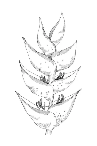 Калатея тропічна рослина. Векторний ескіз екзотичної квітки ізольовано на білому. Ручний намальований елемент ескізу для запрошень, весільних або вітальних листівок. Концепція квітки. Тропічна концепція — стоковий вектор