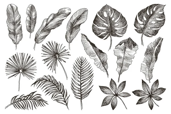 Ręcznie rysowane gałęzi i liści roślin tropikalnych. Czarny zestaw kwiatowy na białym tle. Szczegółowa ilustracja botaniczna — Wektor stockowy