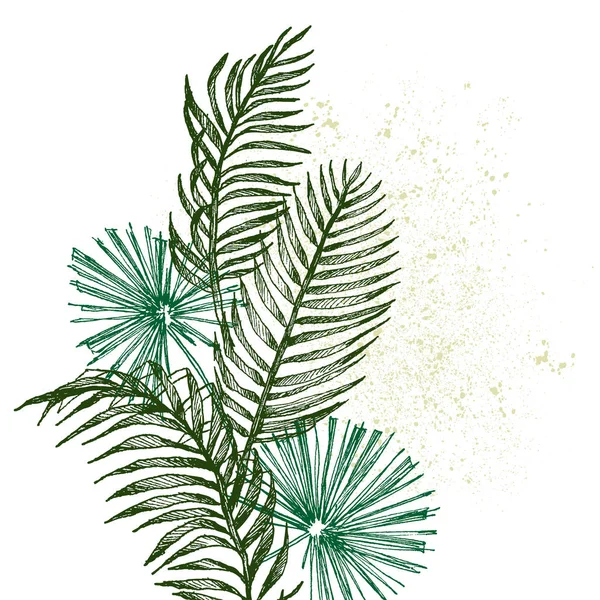 Handritad grenar och blad av tropiska växter palm. Exotiska objekt blommig illustration isolerade på vit bakgrund. Hög detaljerad botaniska illustration — Stock vektor