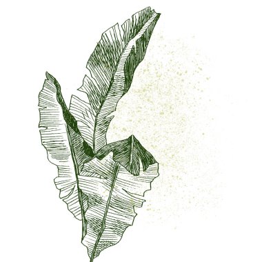 Elle çizilmiş dallar ve tropikal bitki muz yaprakları. Egzotik nesne çiçek illüstrasyon izole beyaz arka plan üzerinde. Yüksek detaylı botanik illüstrasyon