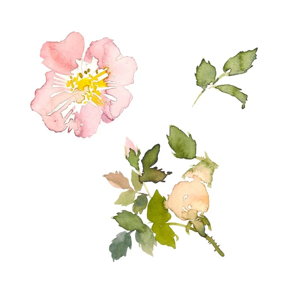 Akvarell element med rosa rosor och gröna blad på vit bakgrund. Akvarell romantiska trädgård blommor skiss. Adresskortsmallen med meddelande sommaren. — Stockfoto