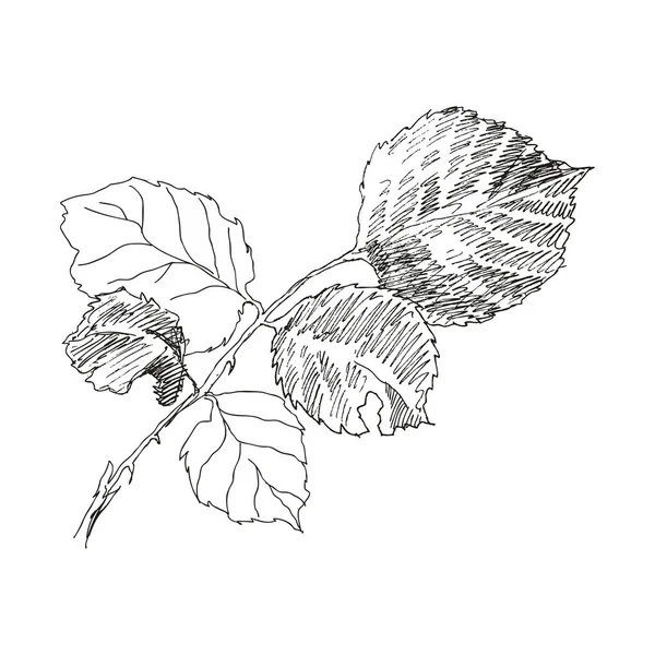 Unsur cabang diisolasi pada warna putih. Gambaran tangan botani kuno yang digambar. Bunga mawar musim semi, mawar anjing. Desain sketsa vektor - Stok Vektor