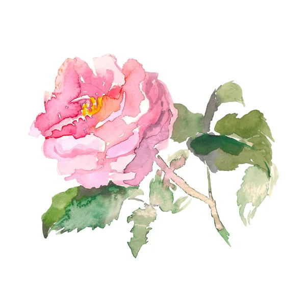 Csokor rózsaszín rózsa és a fehér alapon zöld levelek. Vízfesték romantikus virágok vázlat. Üzenet nyári kártya-sablonnal. — Stock Fotó