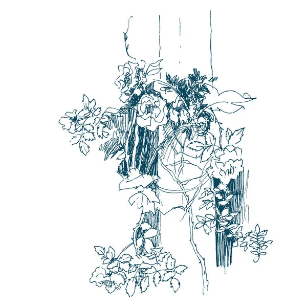 Fiori di rose selvatiche arbusto isolato su bianco. Illustrazione botanica vintage disegnata a mano. Fiori primaverili di rosa da giardino, rosa canina. Progetto di schizzo vettoriale — Vettoriale Stock