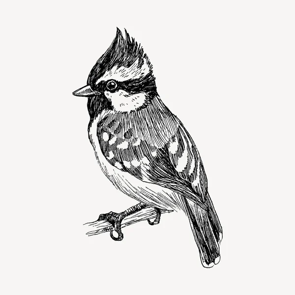 Pájaro dibujado a mano gráfico vectorial en estilo gráfico retro. Dibujo de tinta, estilo vintage. Lindo pájaro para su diseño. Esbozo detallado alto — Archivo Imágenes Vectoriales