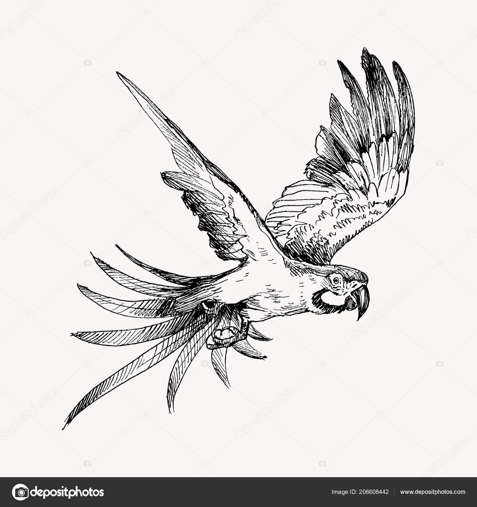 Main Des Croquis Dessinés Noir Et Blanc Vintage Oiseau