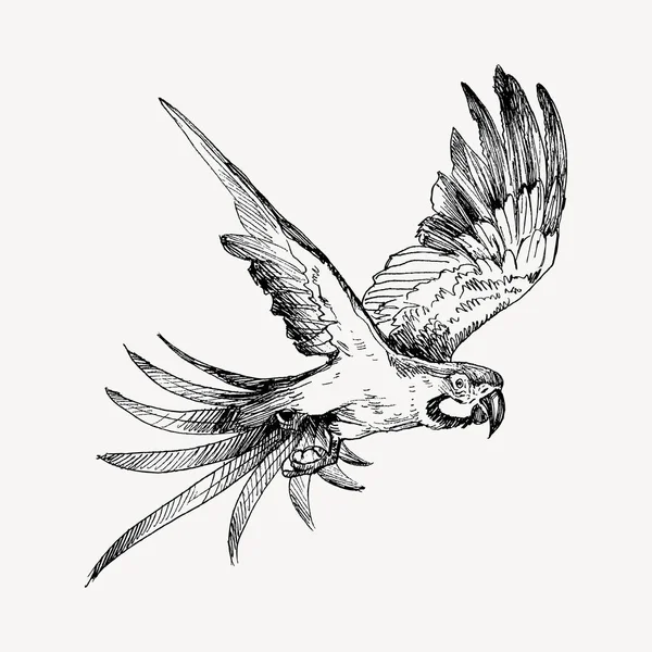 Schizzo disegnato a mano in bianco e nero vintage esotico uccello tropicale pappagallo macaw volare. Illustrazione vettoriale oggetto isolato — Vettoriale Stock