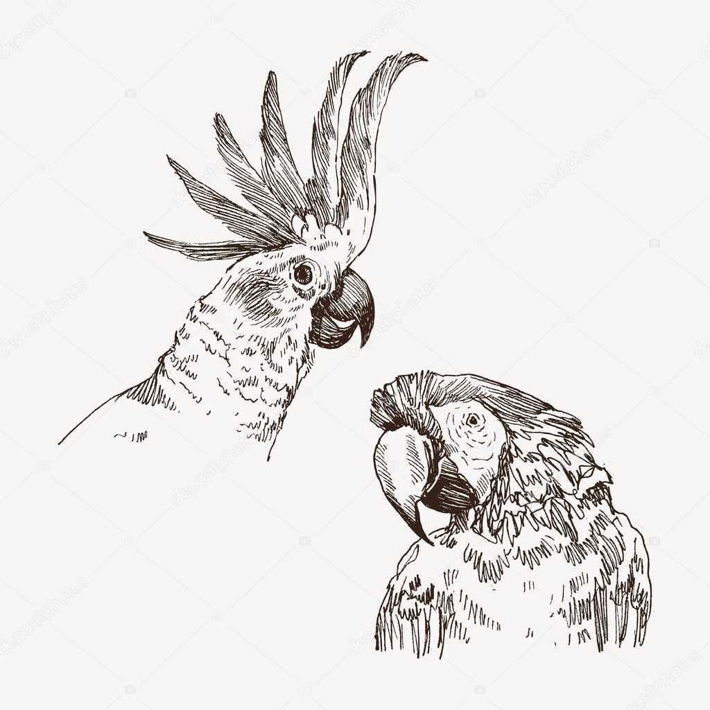 Hand drawn sketch black and white vintage exotic tropical bird. Head of parrot macaw and cockatoo. Vector illustration isolated object