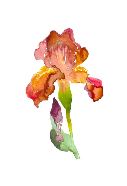 Βουργουνδία ακουαρέλα ίριδας λουλούδι. Χέρι συρμένη απεικόνιση σε στυλ σκίτσο για ευχετήριες κάρτες, προσκλήσεις, και άλλες εργασίες εκτύπωσης. — Φωτογραφία Αρχείου