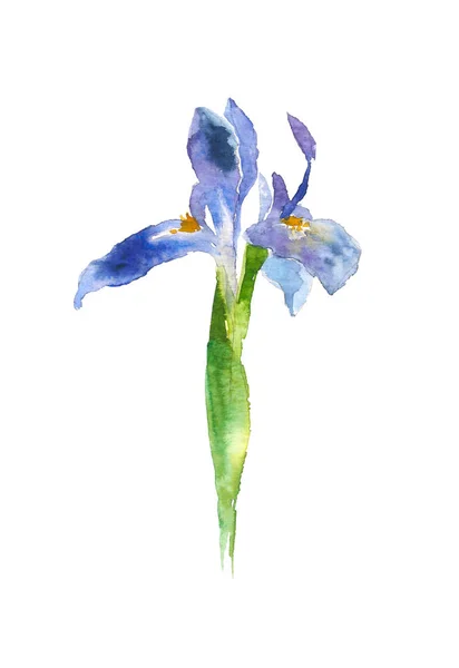 Μπλε ακουαρέλας ίριδας λουλούδι. Χέρι συρμένη απεικόνιση σε στυλ σκίτσο για ευχετήριες κάρτες, προσκλήσεις, και άλλες εργασίες εκτύπωσης. — Φωτογραφία Αρχείου
