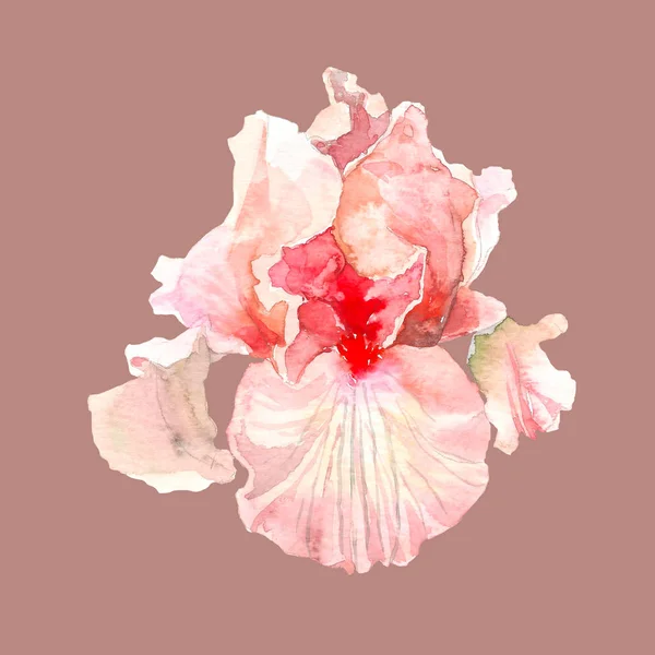 Aquarelle rose iris fleur. Illustration dessinée à la main dans le style croquis pour cartes de vœux, invitations et autres projets d'impression . — Photo