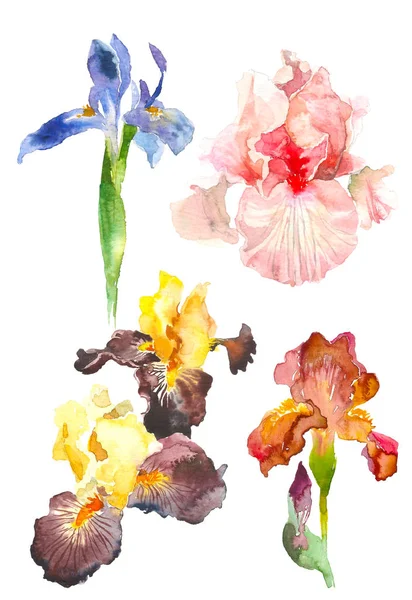 Σετ ακουαρέλας ίριδας λουλούδι. Χέρι συρμένη απεικόνιση σε στυλ σκίτσο για ευχετήριες κάρτες, προσκλήσεις, και άλλες εργασίες εκτύπωσης. — Φωτογραφία Αρχείου