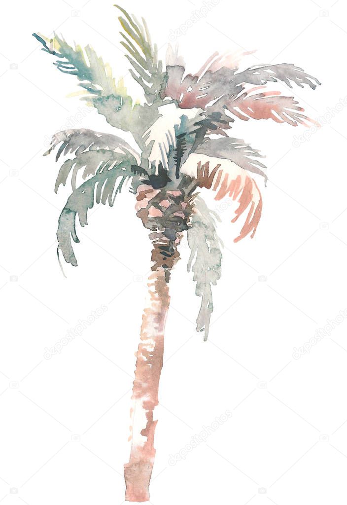 Watercolor palm, hand drawn illustration for your design. Isolated on white background