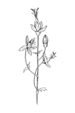 Bitkisel ve yabani bitki. Vintage botanik illüstrasyon kazınmış. Vektör el doğal elemanları çekilmiş. Kroki tarzı.