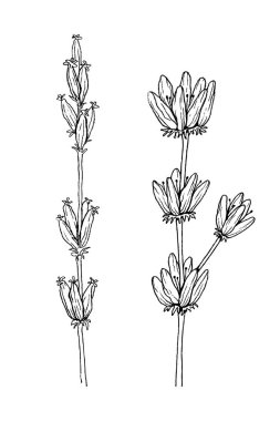 Bitkisel ve yabani bitki lavanta. Vintage botanik illüstrasyon kazınmış. Vektör el doğal elemanları çekilmiş. Kroki tarzı.