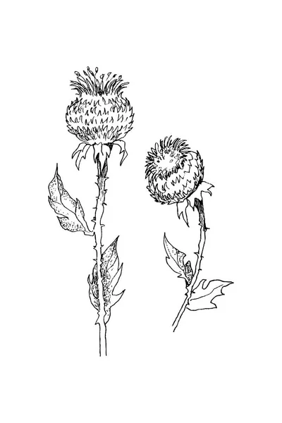 Pianta erbacea e selvatica Onopordum acanthium, tartaro e cardo. Illustrazione botanica incisa vintage. Elementi naturali disegnati a mano vettoriale. Stile schizzo . — Vettoriale Stock