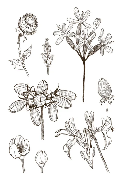 Készlet-a gyógynövény és a vadon élő növények, berry és ágak. Vintage botanikai vésett illusztráció. Vektor kézzel rajzolt természeti elemek. Vázlat stílus. — Stock Vector