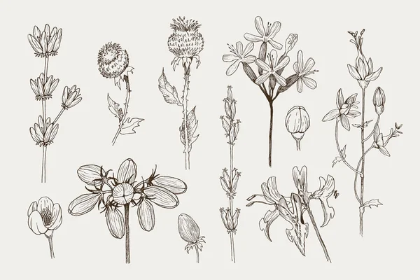 Uppsättning av växtbaserade och vilda växter, bär och grenar. Vintage botaniska ingraverad illustration. Vector hand dras naturliga element. Skiss stil. — Stock vektor