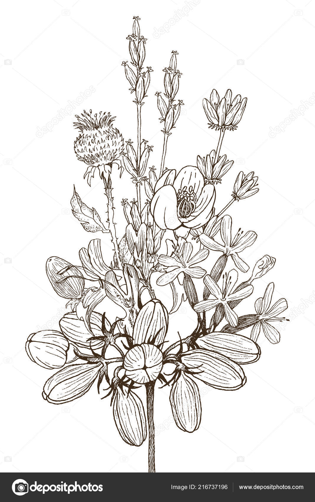 Sticker Herbs and Wild Flowers. Botany. Set. Vintage flowers. Colorful  illustration in the style of engravings. 