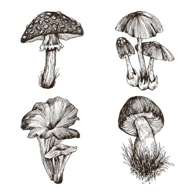 Beyaz arka plan üzerinde izole son derece detaylı elle çizilmiş mantar topluluğu. Penny bun ve chanterelles yenilebilir mantar. Zehirli mantar ölüm kap ve sinek agaric. Vektör tasarımı