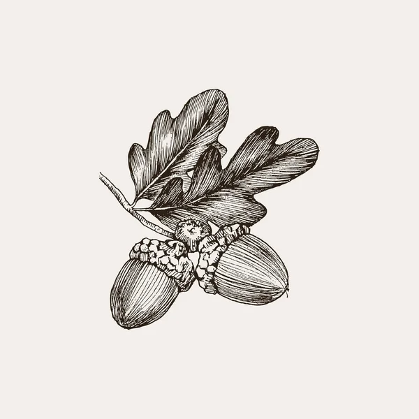 Engraving Oak Acorn isolated on white background. Detailed vector illustration of hand drawn autumn oak nut. Vintage retro fall seasonal decor. — Stock Vector