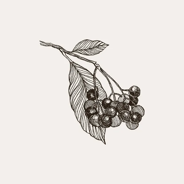 Amora negra. Vintage mão desenhada ilustração de bagas de bramble e folhas. Elementos gráficos florais vetoriais isolados em branco — Vetor de Stock