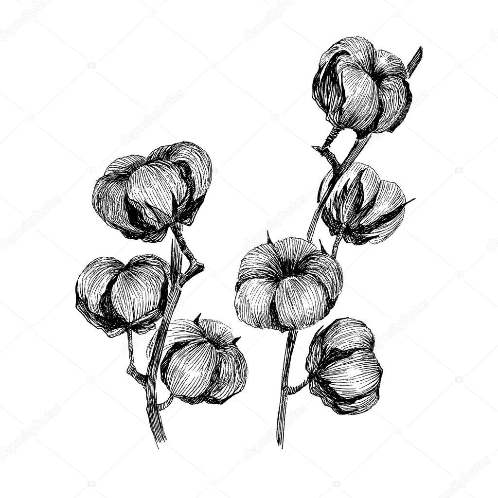 Vector set of hand draw ink cotton plant. Engraving illustration. Can be used as decor ellement for a rustic wedding or greeting cards