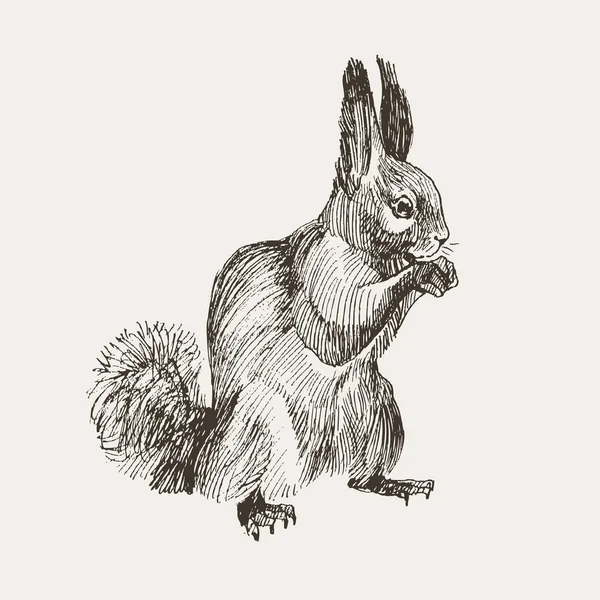 Kézzel rajzolt mókus. Retro reális állat elszigetelt. Vintage stílusú. Fekete-fehér rajz emlős. Vektoros rajz. Erdei állatok. — Stock Vector