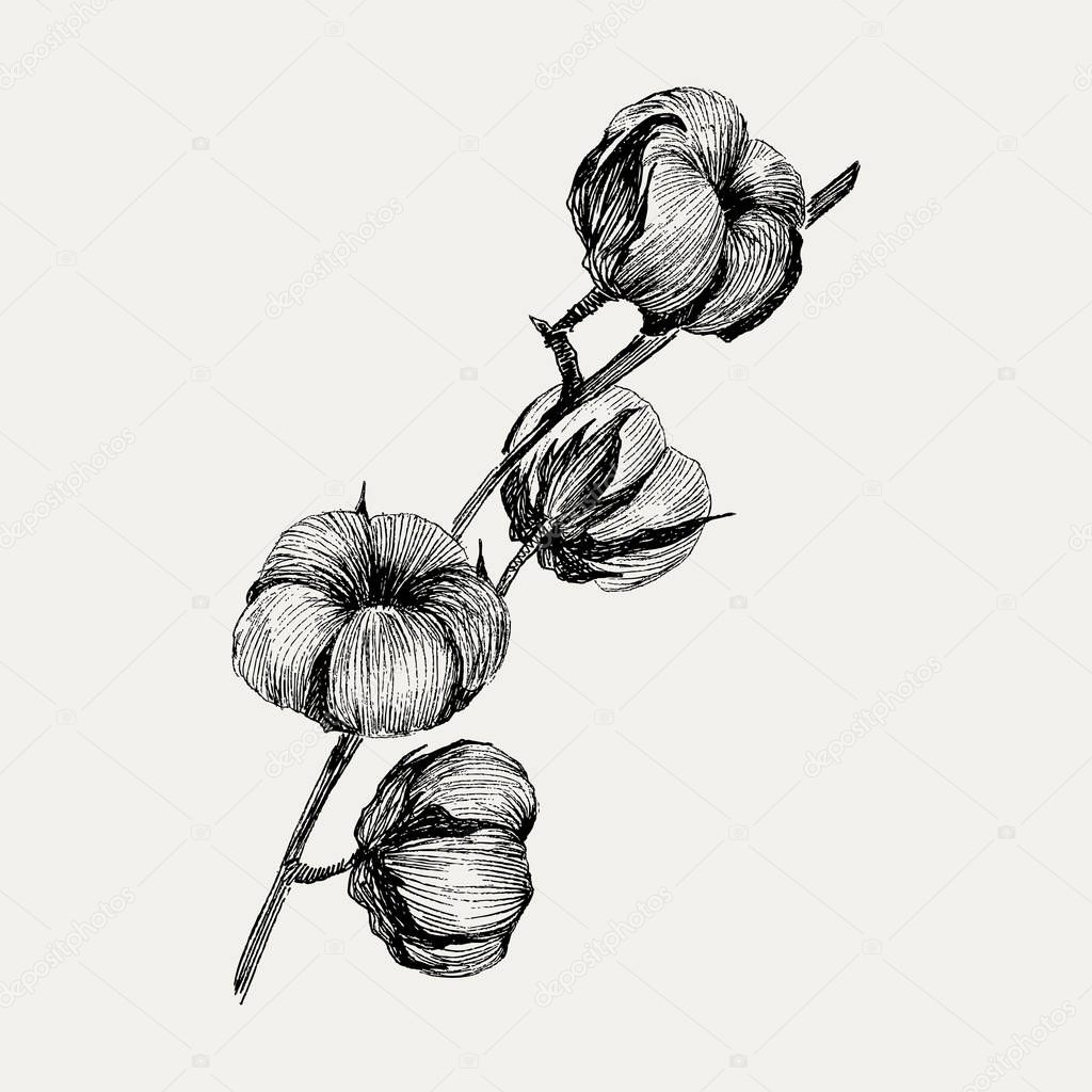 Vector of hand draw ink cotton plant. Engraving illustration. Can be used as decor ellement for a rustic wedding or greeting cards