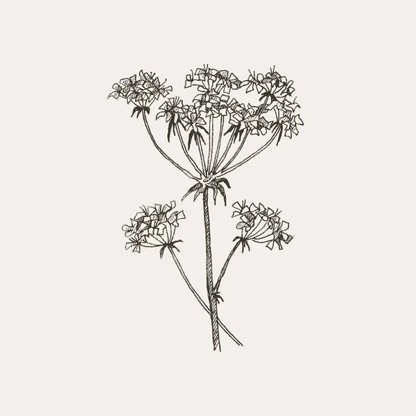 Vetor planta herbal desenhado à mão ilustração botânica. Desenho de arte botânica com planta de floresta selvagem. Design vetorial vintage — Vetor de Stock