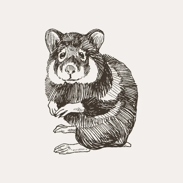 Illustration vectorielle dessinée à la main d'un hamster mignon, isolé sur un fond simple . — Image vectorielle