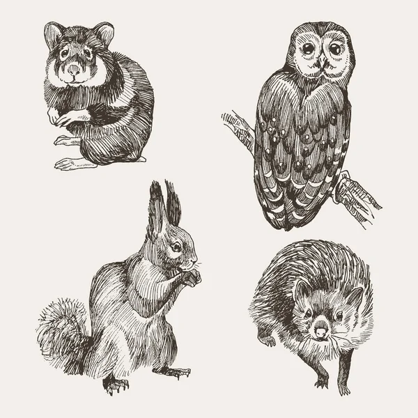 Zestaw bardzo szczegółowe ręcznie rysowane wiewiórka, Sowa, chomika i Jeż na proste tło. Małe zwierzęta leśne wektor wzór — Wektor stockowy