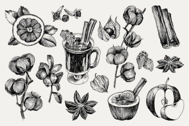 Mulled şarap ve baharatlar, portakal, elma, tarçın, karanfil, anason, berry, karanfil, pamuk, physalis. Elle çizilmiş vektör çizim. Kroki tarzı ayarlayın. Klasik kış içki.
