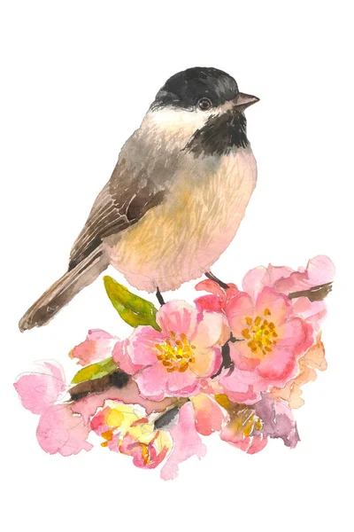 Blühende rosa Kirschblüten mit Vogel auf Zweig. Handzeichnung Aquarell-Illustration — Stockfoto