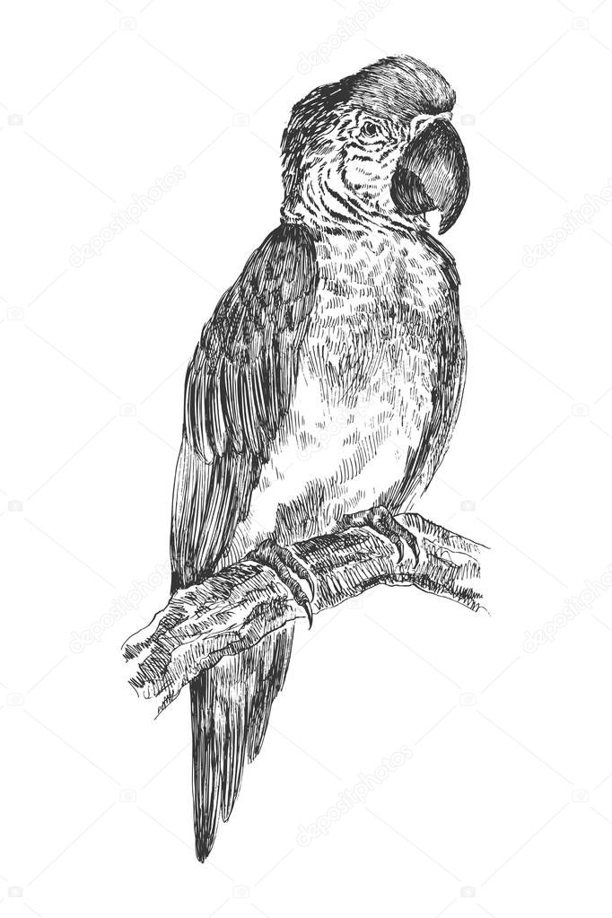 Parrot Macaw bird engraving vector illustration. Scratch board style imitation. Black and white hand drawn image.