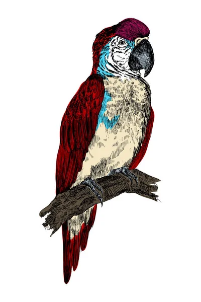 Papoušek ara pták gravírování vektorové ilustrace. Odkládací deska stylu imitace. Černá a bílá ruka nakreslený obrázek. — Stockový vektor