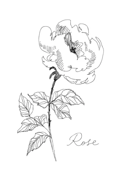 Wild rose blossom branch isolated on pink. Vintage botanical hand drawn illustration. Spring flowers of garden rose, dog rose. Vector design. Can use for greeting cards, wedding invitations, patterns. — Stock Vector