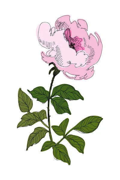 Вінтажна квітка над білим тлом. Пакет весільних квітів. Квітка векторна деталізована ручна намальована троянда . — стоковий вектор