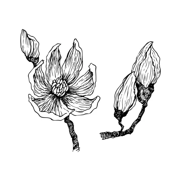 Bläck, penna, blad och blommor av Magnolia isolera. Line art transparent bakgrund. Hand dras naturmålning. FreeHand skissa illustration. — Stock vektor