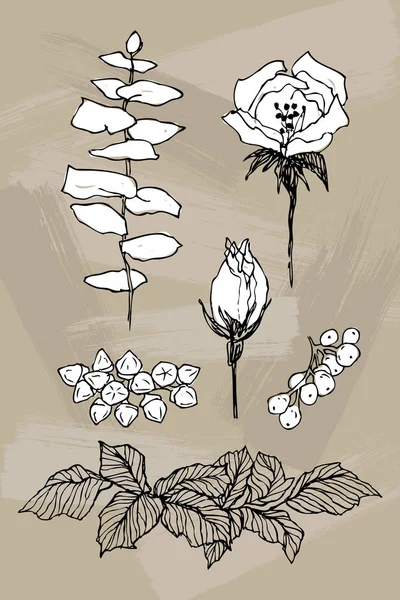 Flor florescente. Colecção. Mão desenhado ramos de flor vintage no fundo marrom. Ilustração vetorial. Rosas, peônia, eucaliptus, folhas. Pode usar para cartões de felicitações, convites de casamento —  Vetores de Stock